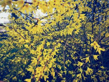 Close-up of yellow flowering plant