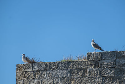 Low angle view of seagulls perching on retaining wall against clear blue sky