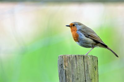 Close-up of bird perching on wooden post