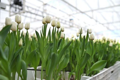 Close-up of plants