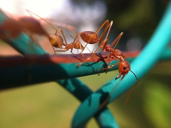 Close-up of ants on railings