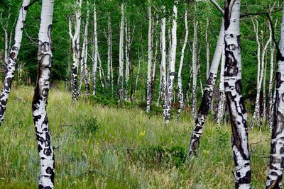 Panoramic shot of trees growing in forest