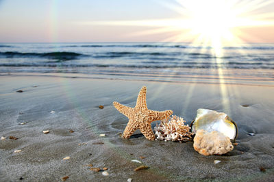 Starfish with coral and seashell at beach against bright sky during sunset
