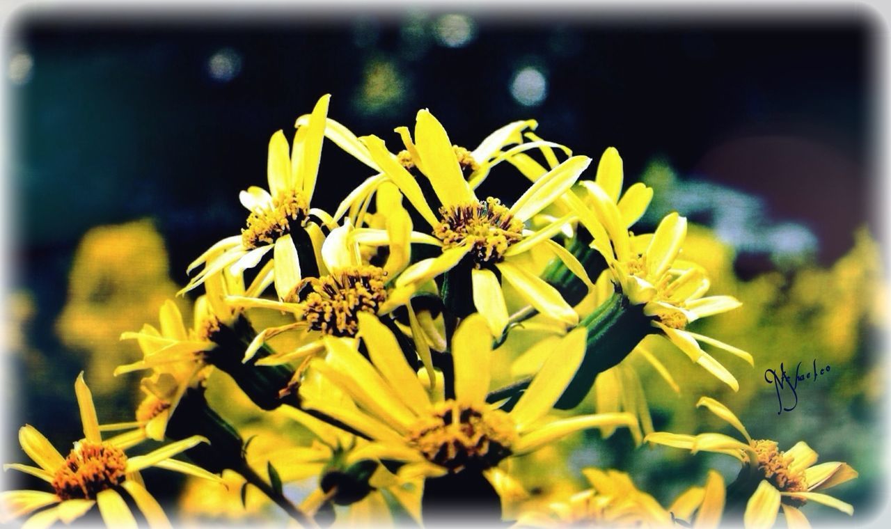 yellow, flower, transfer print, petal, fragility, freshness, focus on foreground, flower head, close-up, auto post production filter, growth, beauty in nature, nature, blooming, plant, selective focus, insect, outdoors, pollen, day