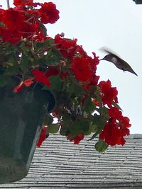 Close-up of red flowering plant