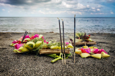 Close-up of pink flowers on beach