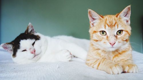 Portrait of cat lying on wall