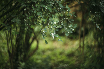 Close-up of flower tree