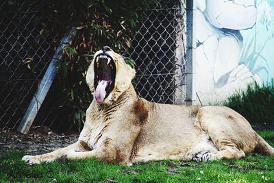 Dog relaxing on grassy field