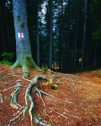 View of trees in forest