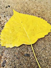 Close-up of maple leaf in water