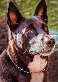 Close-up portrait of dog looking away