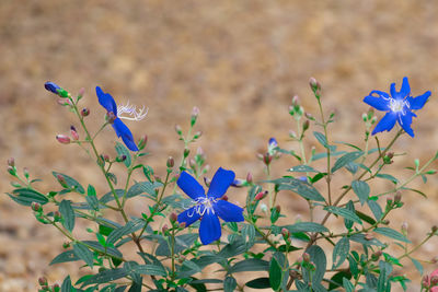 Close-up of purple flowering plant