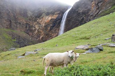 View of sheep on landscape