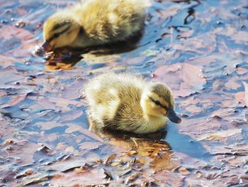 High angle view of a duck in lake