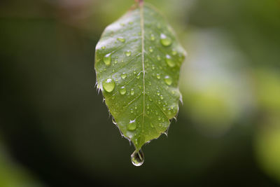 Close-up of wet plant leaves