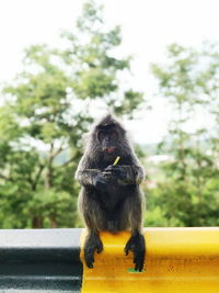 Monkey looking away while sitting on tree