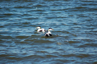 Ducks swimming on lake