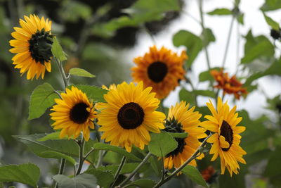 Close-up of yellow flowering plants