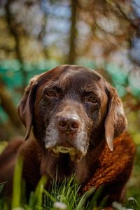 Close-up of dog outdoors