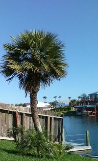 Palm trees against clear blue sky