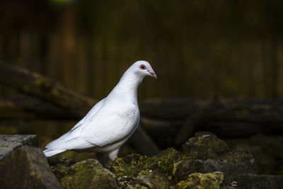 Close-up of pigeon perching on rock