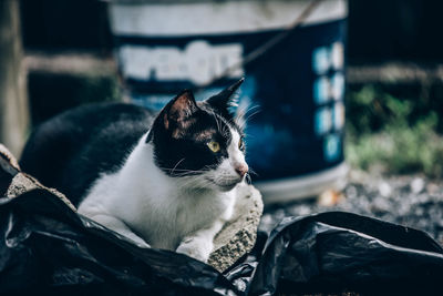 Close-up of a cat looking away