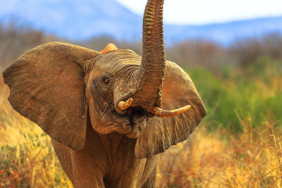 Elephant standing on field