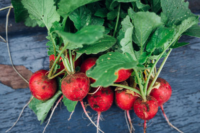 Close-up of strawberries growing on plant