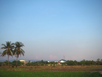 Palm trees on field against sky