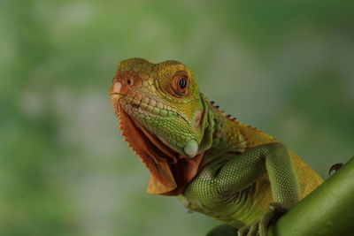 Iguana Reptile