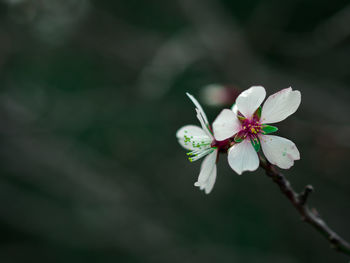 Close-up of white cherry blossoms