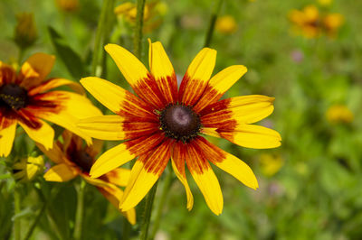 Close-up of yellow flowering plant