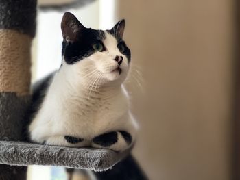 Close-up of cat looking away