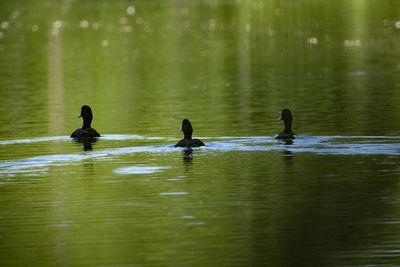 Ducks swimming in lake