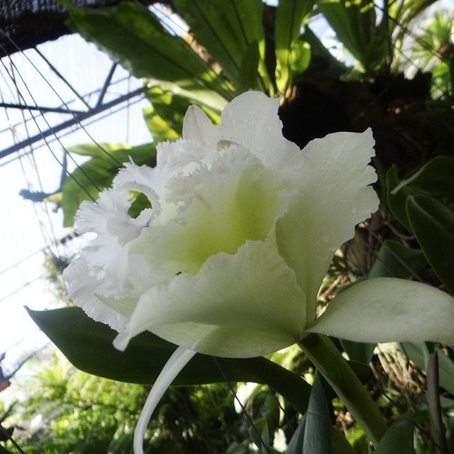 flower, growth, freshness, petal, fragility, white color, leaf, flower head, close-up, beauty in nature, nature, plant, single flower, blooming, blossom, focus on foreground, in bloom, stamen, day, outdoors