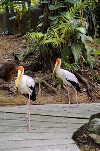 View of birds perching on wood