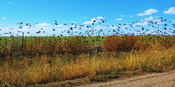 Flock of birds on land against sky