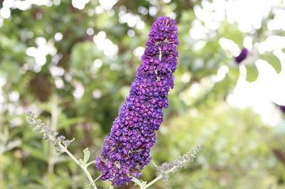 Close-up of purple flowers