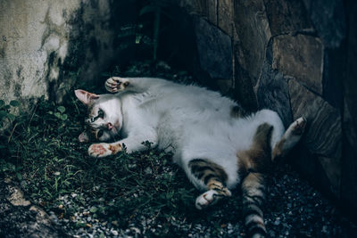 Cat lying down on land