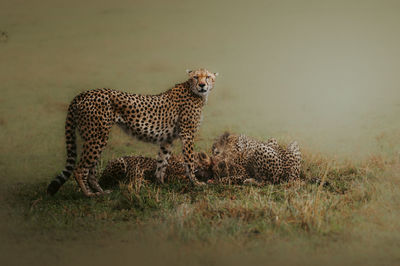 Cheetah on field