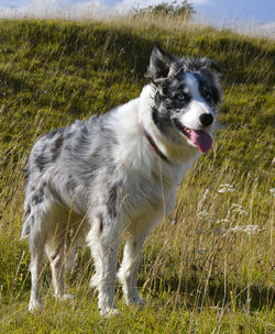 Dog running on field