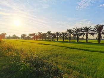 Scenic view of field against sky