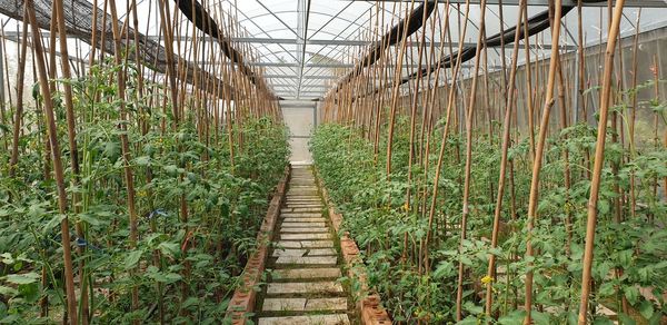 Plants growing in greenhouse