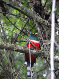 Bird perching on a tree