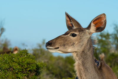 View of deer against sky