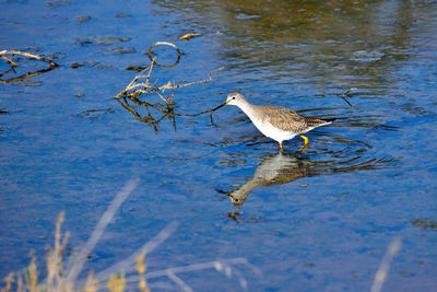 High angle view of bird in lake