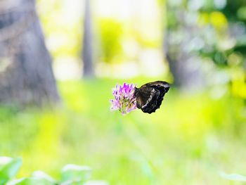 Close-up of butterfly pollinating on purple flower