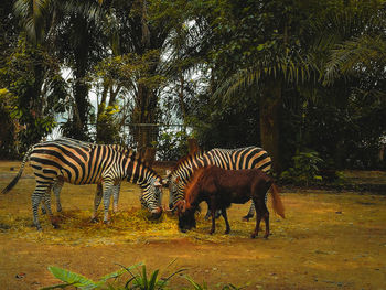 Zebras in a zoo