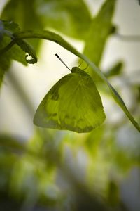 Close-up of green leaf on plant